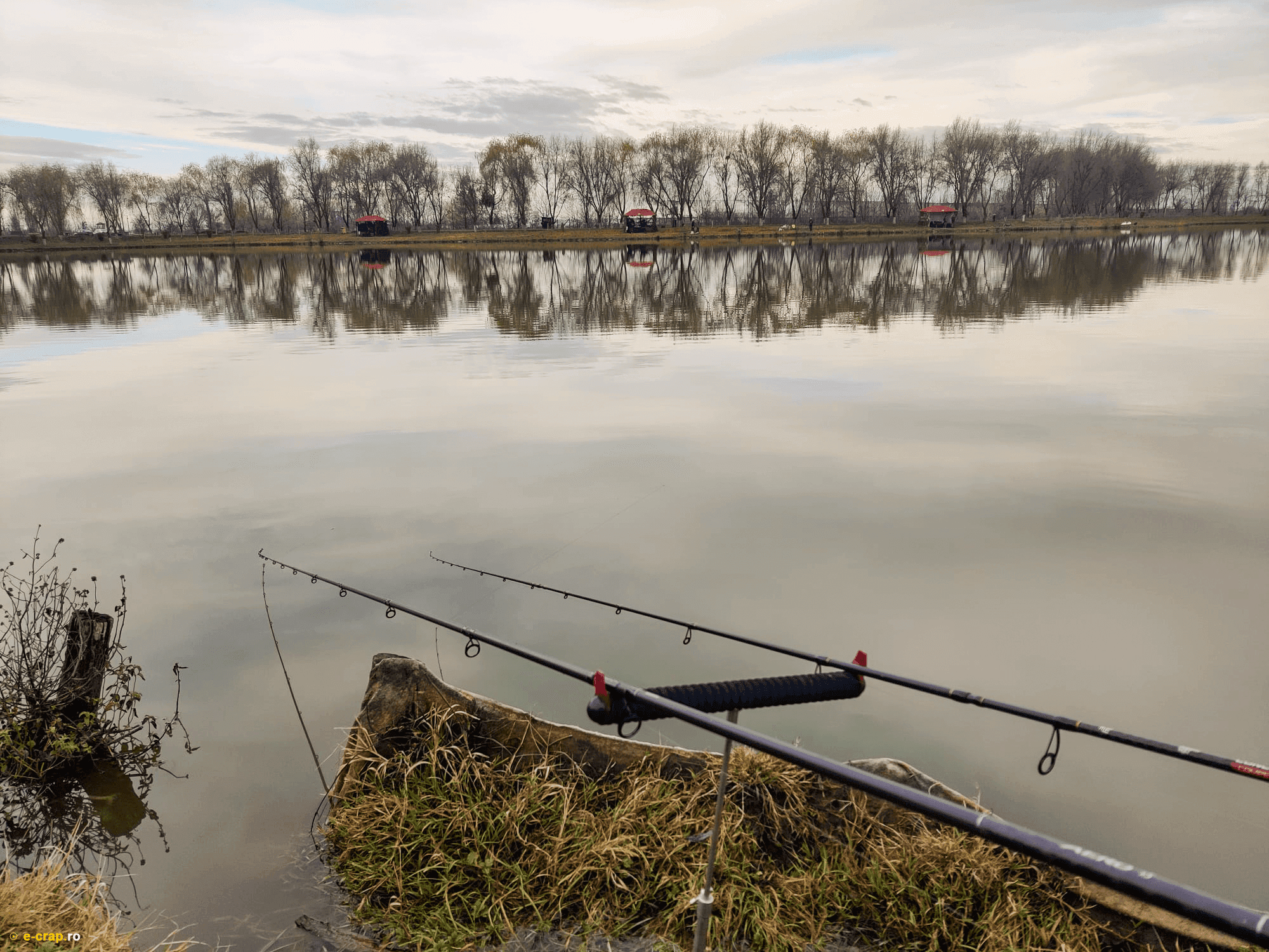 Floarea Popestiului, Ilfov — fotografia 3