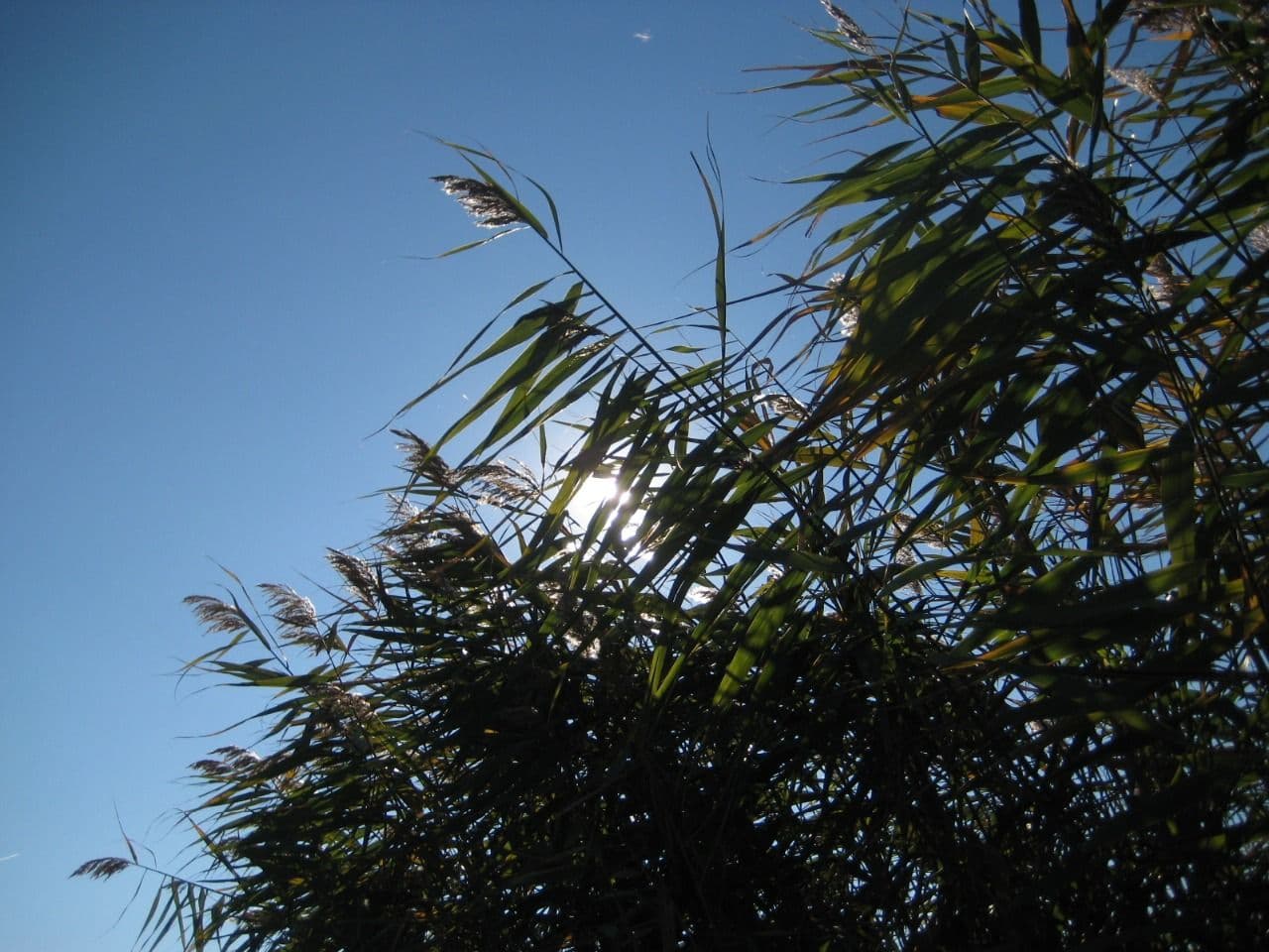 Mariuta 3, Calarasi — fotografia 1