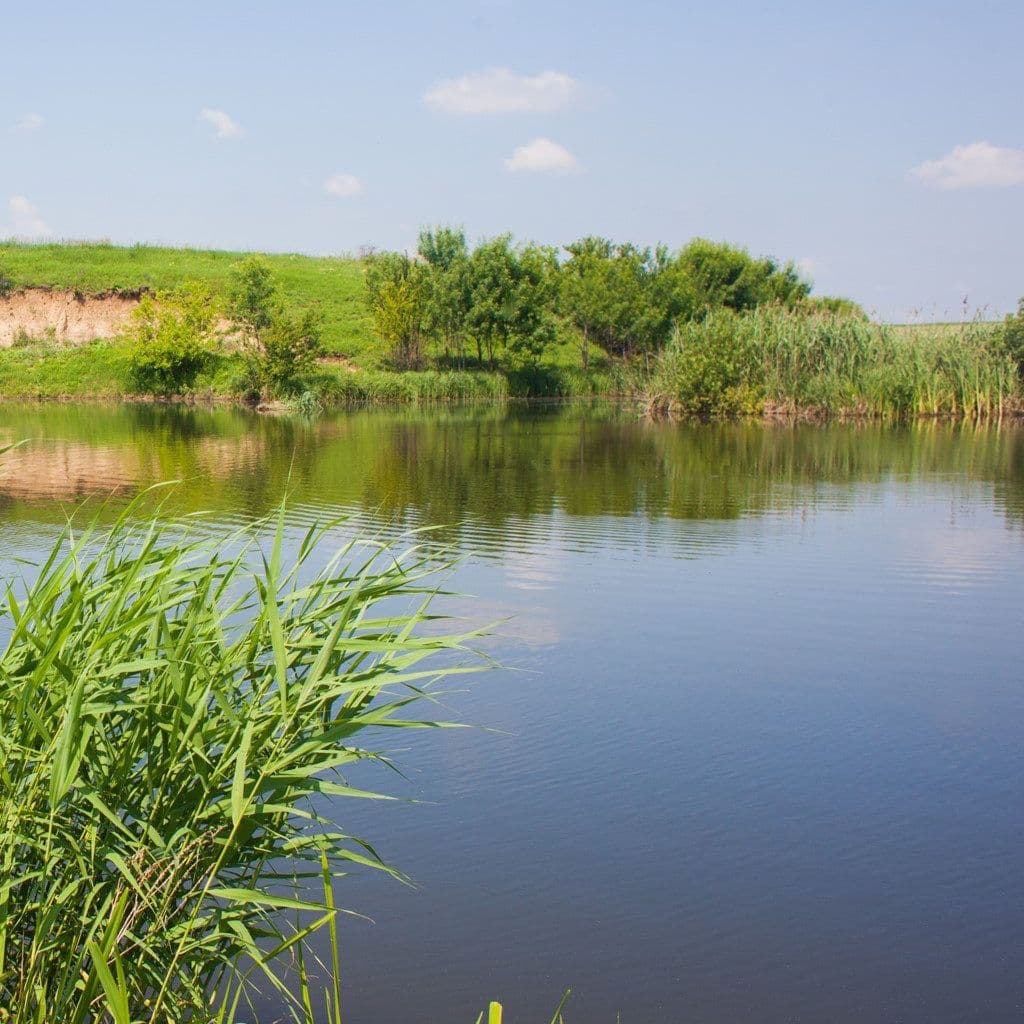 Balta Pescarului Bazin 1, Ilfov — fotografia 1