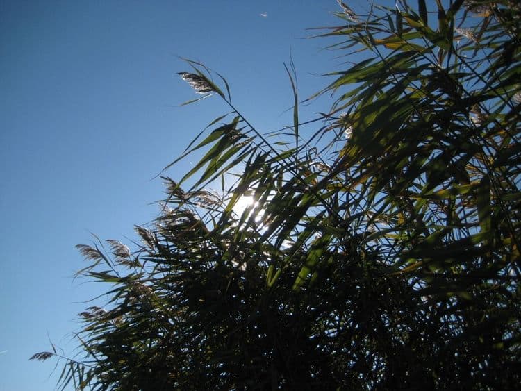 Mariuta 3 — fotografia 1