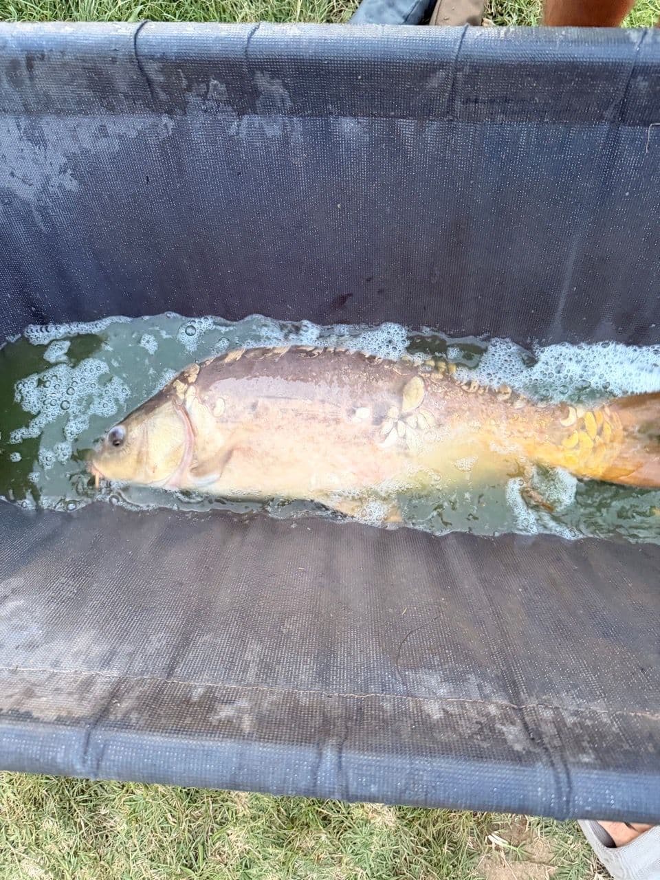 Crap Oglinda · 4,5 kg · 21:03