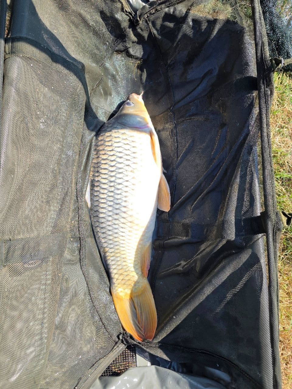 Crap · 7,84 kg · 10:44