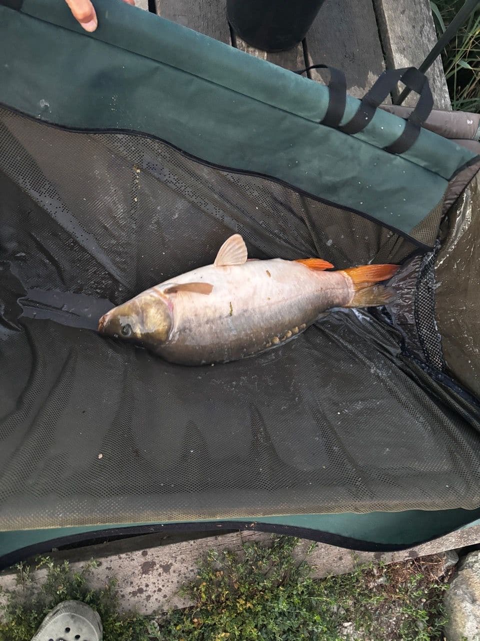 Crap Oglinda · 6,0 kg · 06:24