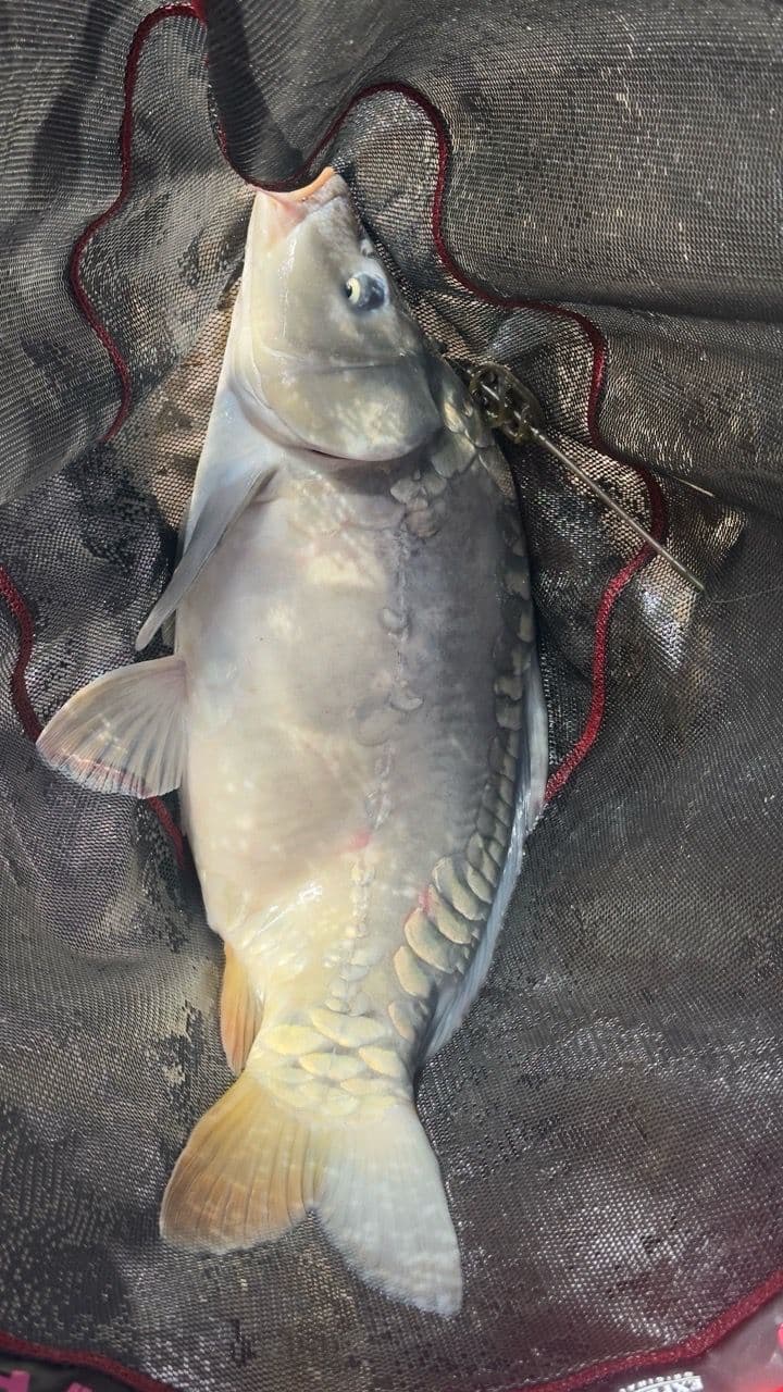 Crap Oglinda · 4,0 kg · 09:53