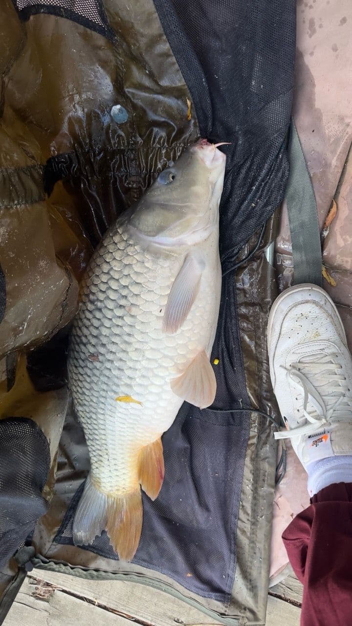 Crap · 9,0 kg · 12:52