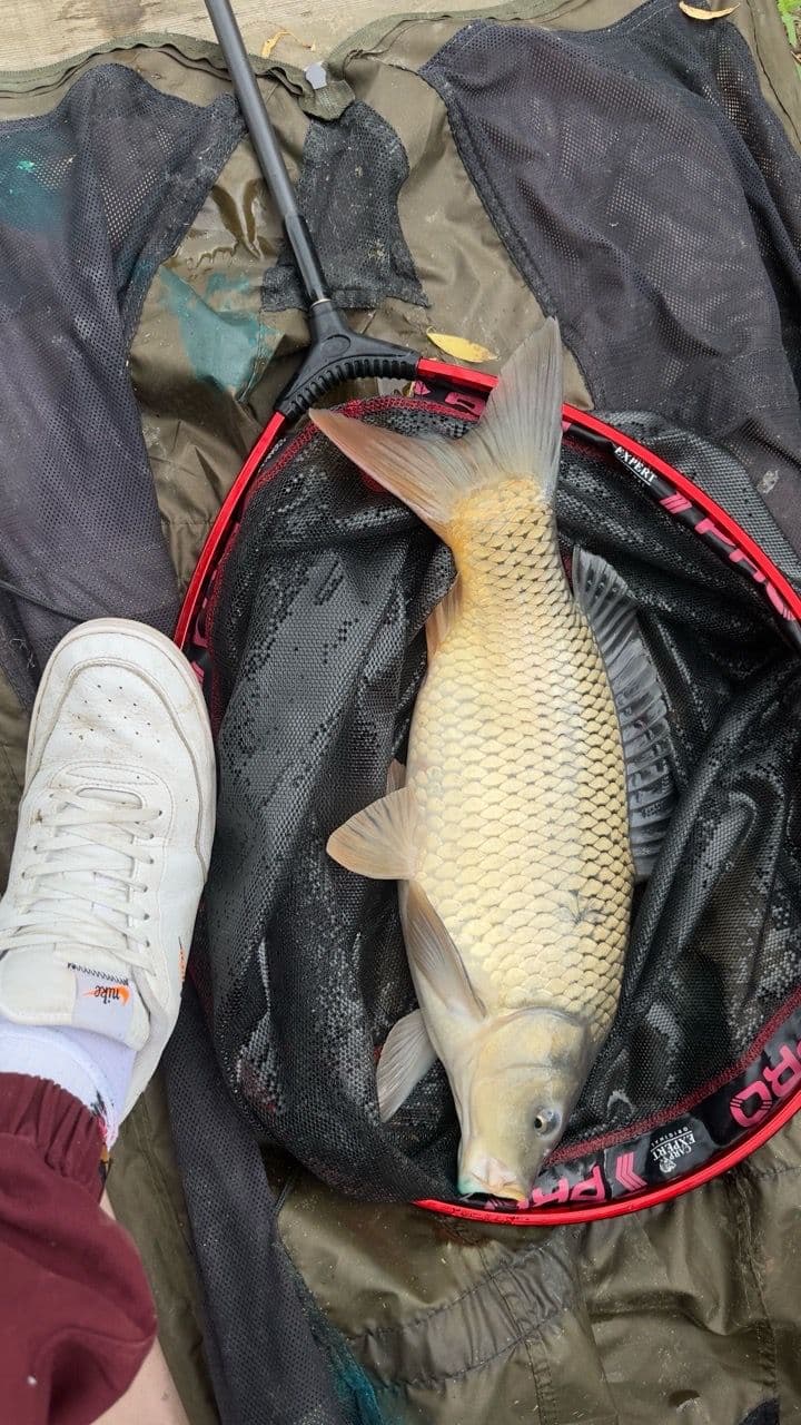 Crap · 3,0 kg · 16:13