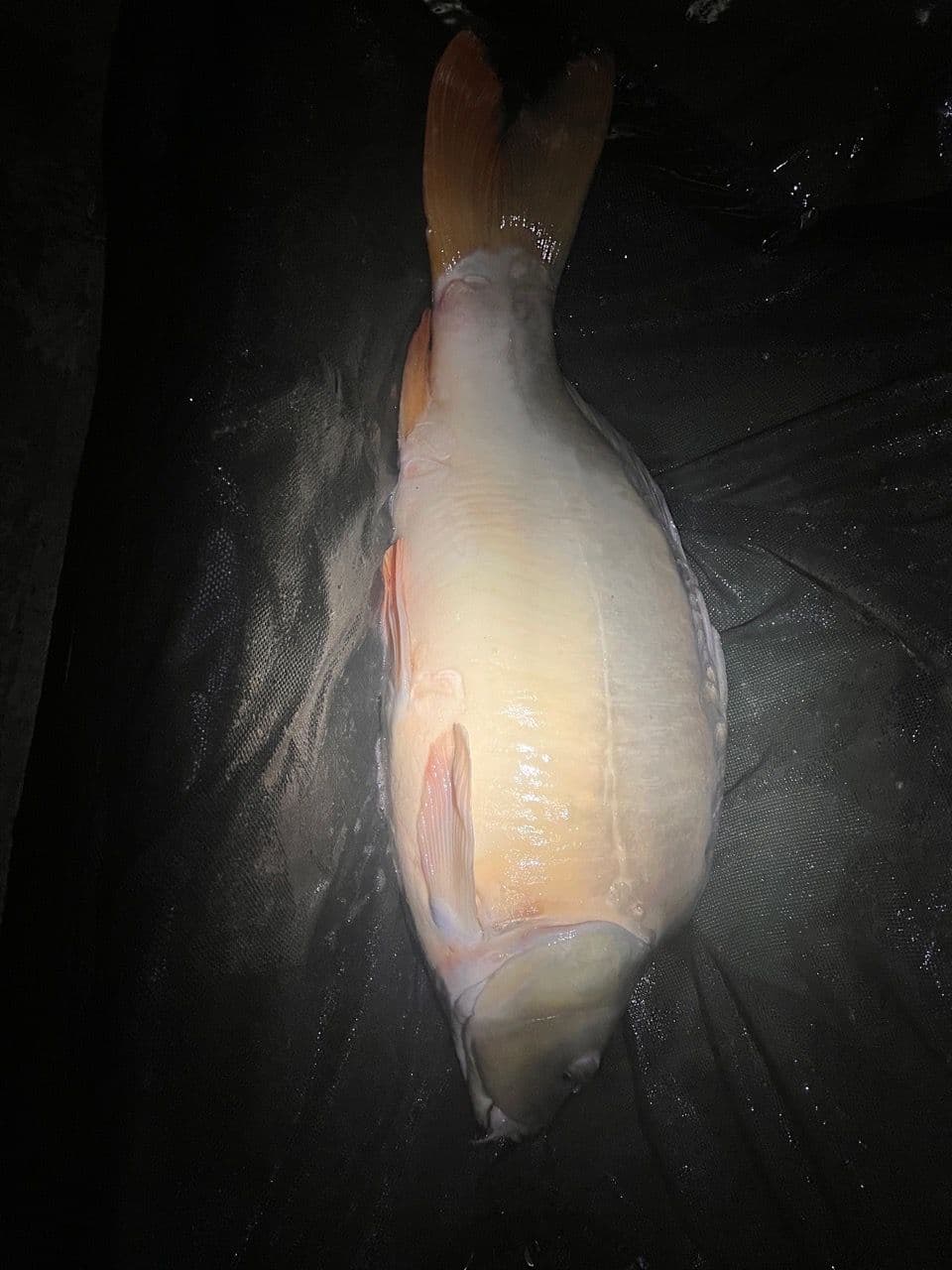 Crap Oglinda · 12,6 kg · 04:40