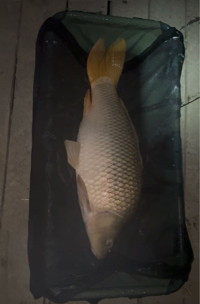 Crap · 17,9 kg · 04:40