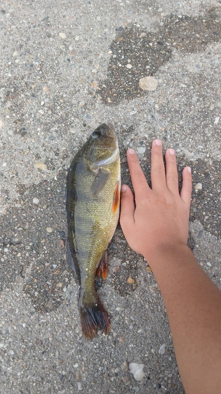Biban · 1,2 kg · 11:45