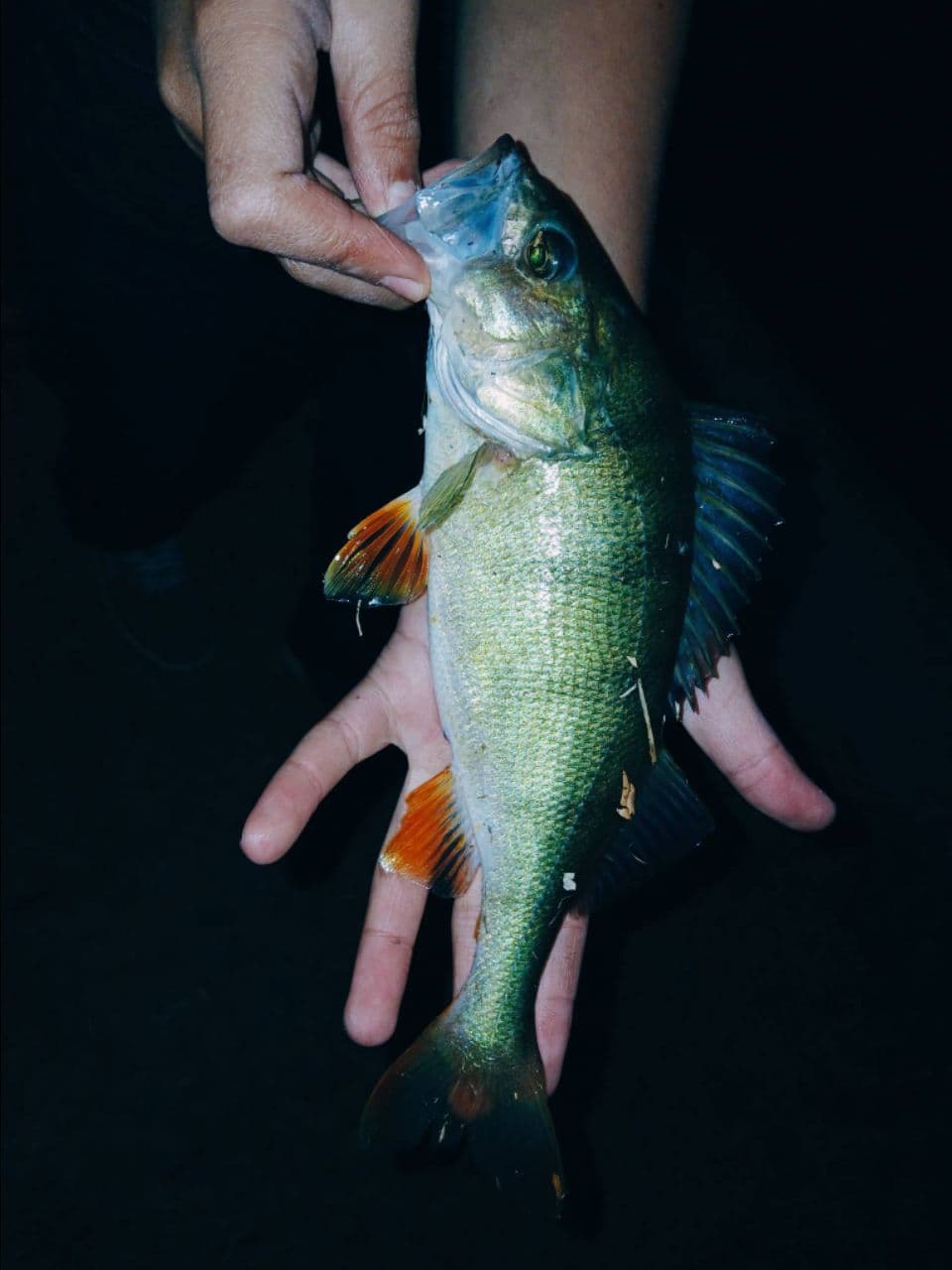 Biban · 1,0 kg · 05:45
