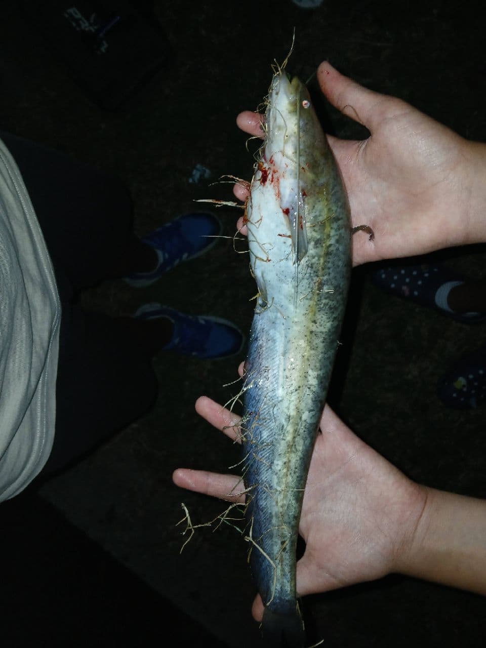 Somn · 1,0 kg · 11:45