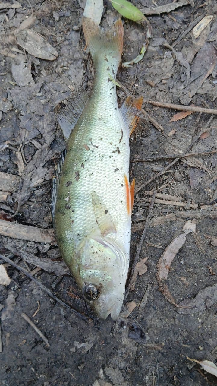 Biban · 0,3 kg · 11:50