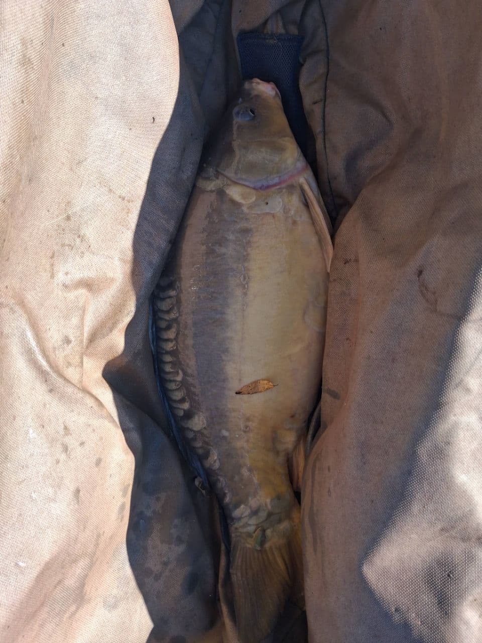 Crap · 10,75 kg · 11:56