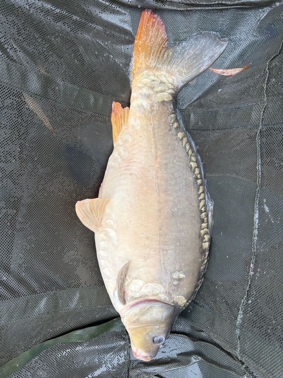 Crap Oglinda · 5,6 kg · 10:50