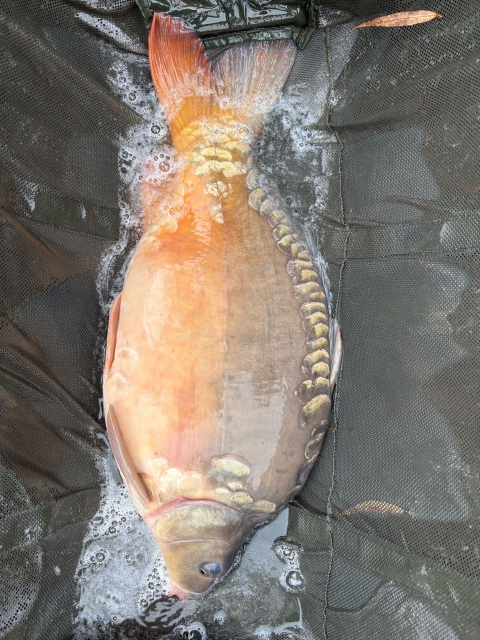 Crap Oglinda · 11,5 kg · 12:27