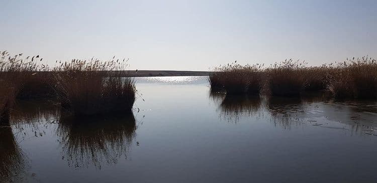 Balta Puiești la Genes — fotografia 3